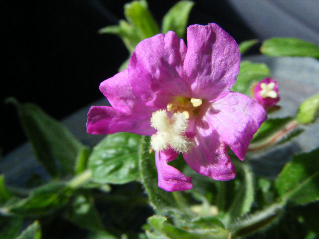 Epilobium hirsutum