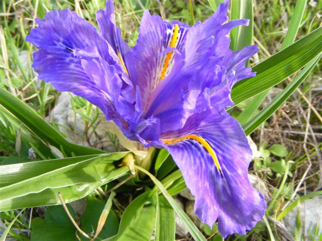 Iris planifolia / Giaggiolo bulboso