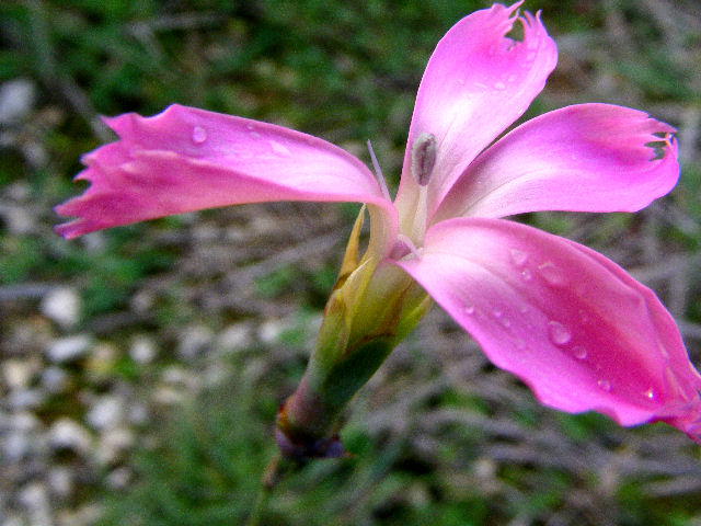 Dianthus sylvestris e Dianthus cfr.rupicola