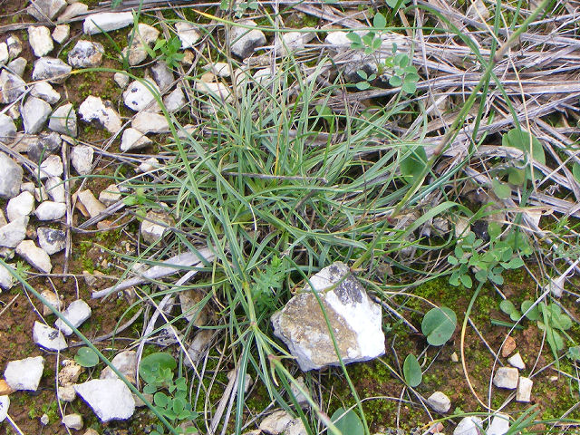 Dianthus sylvestris e Dianthus cfr.rupicola