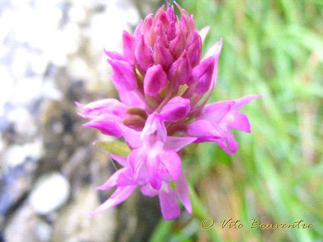 Anacamptis pyramidalis