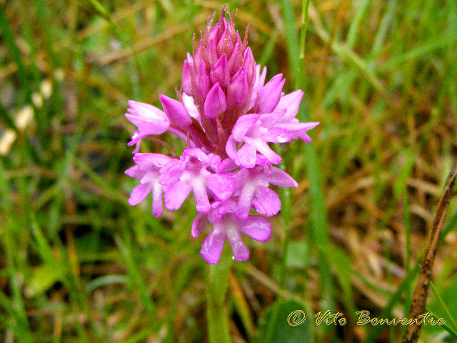 Anacamptis pyramidalis