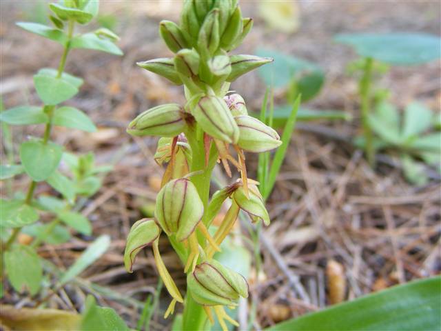 Ophrys anthropophora L.