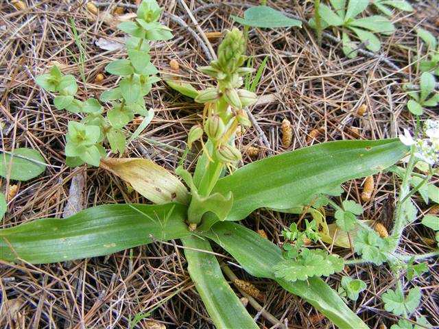 Ophrys anthropophora L.