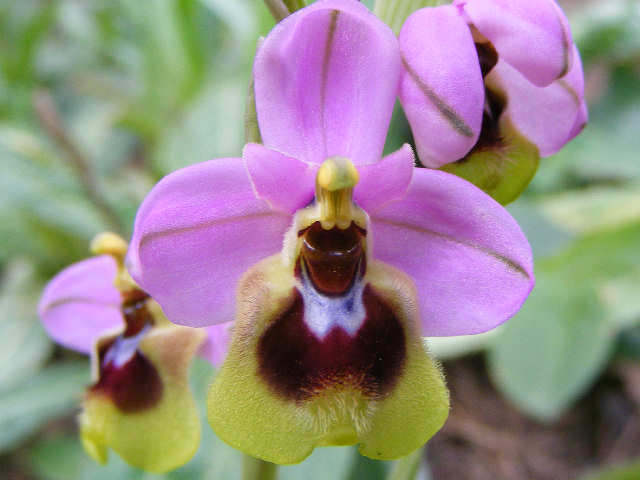 Ophrys tenthredinifera ???