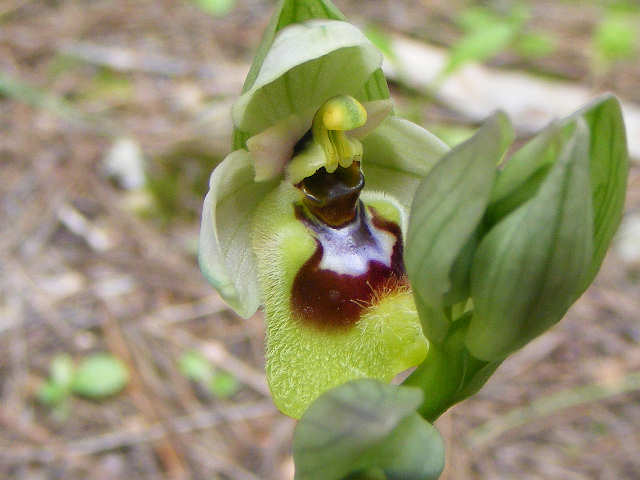 Ophrys tenthredinifera ???