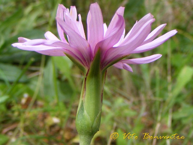 Scorzonera undulata (=Scorzonera deliciosa) e Tragopogon porrifolius