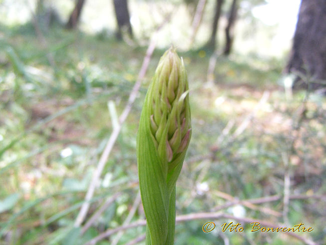 Anacamptis pyramidalis