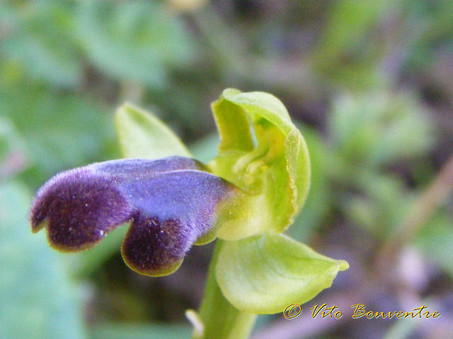 Ophrys fusca ????????