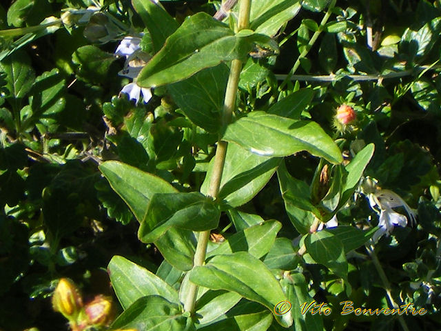 Hypericum perfoliatum