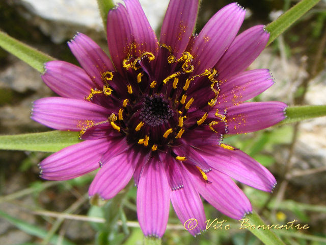 Scorzonera undulata (=Scorzonera deliciosa) e Tragopogon porrifolius