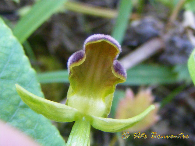 Ophrys fusca ????????