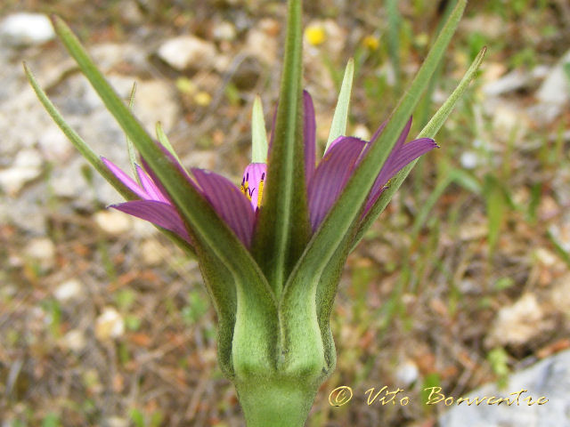 Scorzonera undulata (=Scorzonera deliciosa) e Tragopogon porrifolius