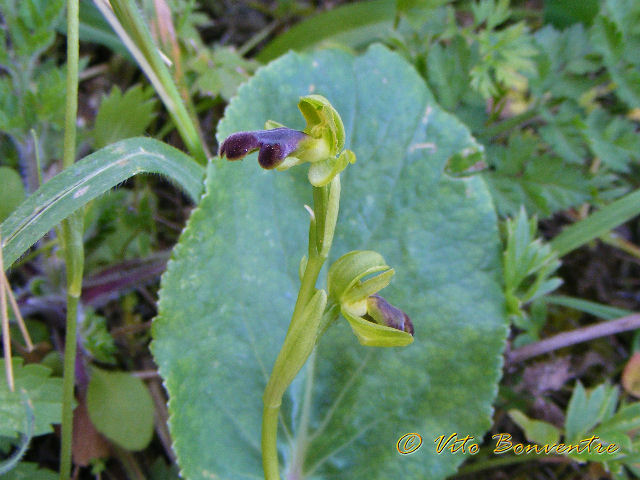 Ophrys fusca ????????