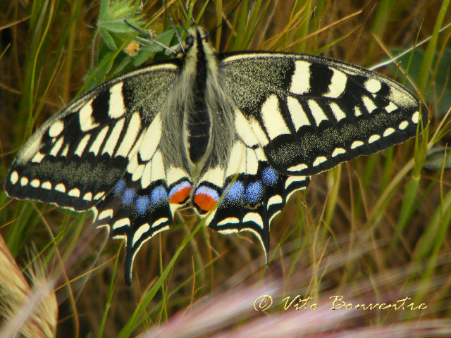 Farfalla - Papilio machaon