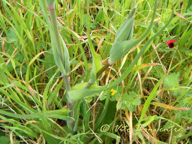 Scorzonera undulata (=Scorzonera deliciosa) e Tragopogon porrifolius