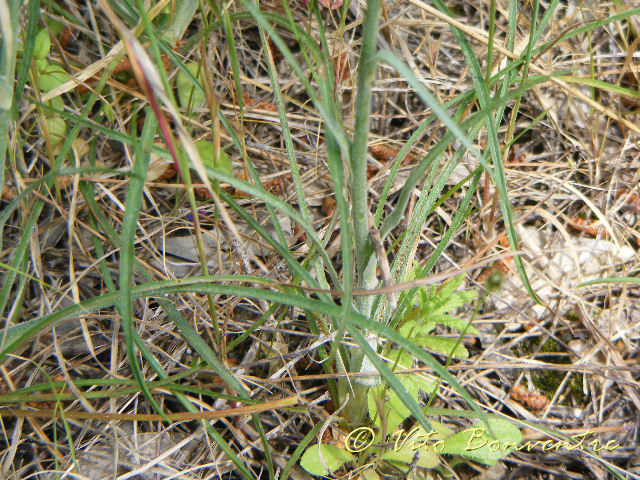 Scorzonera undulata (=Scorzonera deliciosa) e Tragopogon porrifolius