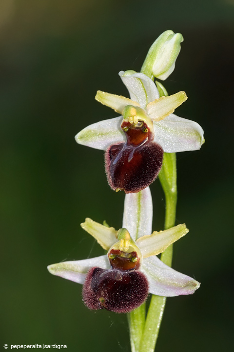 Ophrys sphegodes subsp. praecox