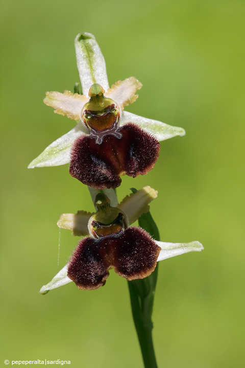 Ophrys sphegodes subsp. praecox