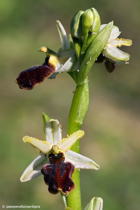 Ophrys sphegodes subsp. praecox