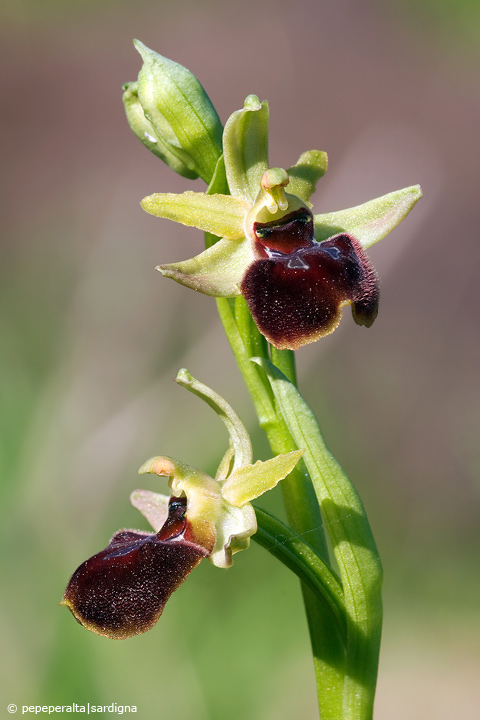 Ophrys sphegodes subsp. praecox