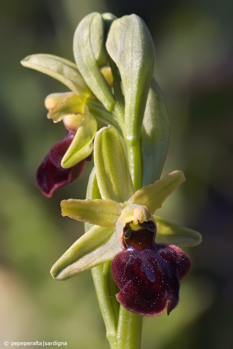 Ophrys sphegodes subsp. praecox