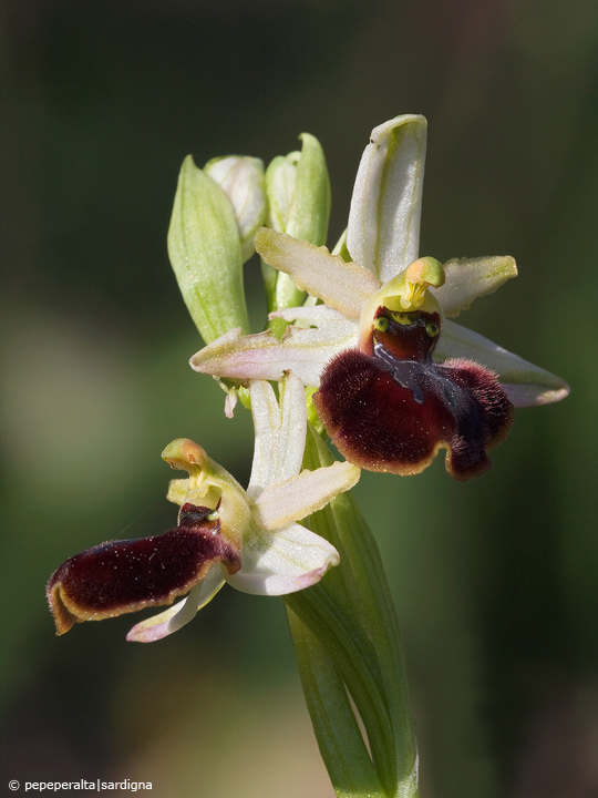 Ophrys sphegodes subsp. praecox