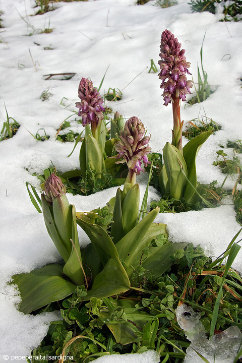 Barlia robertiana (Loisel.) Greuter