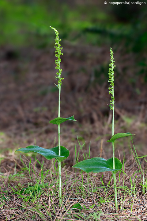 Gennaria diphylla