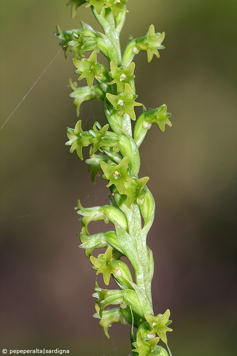 Gennaria diphylla