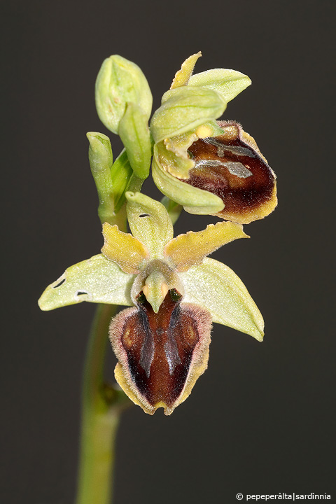 Ophrys sphegodes