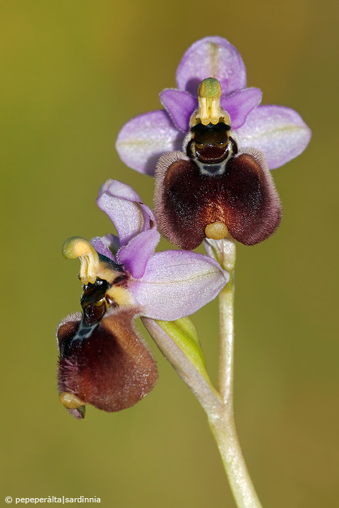 Ophrys tenthredifera strana e Serapias cordigera