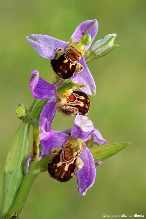 Ophrys apifera Hudson