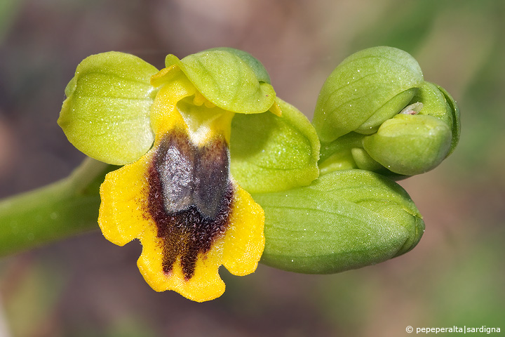 Ophrys lutea e affini (2010)