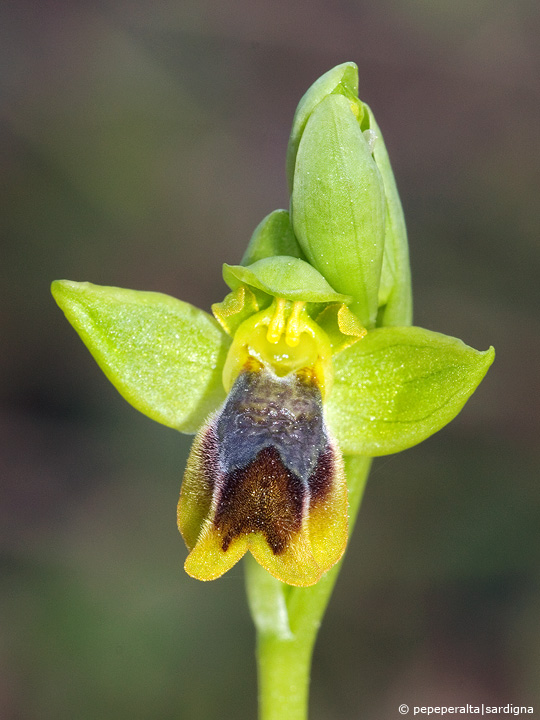 Ophrys lutea e affini (2010)