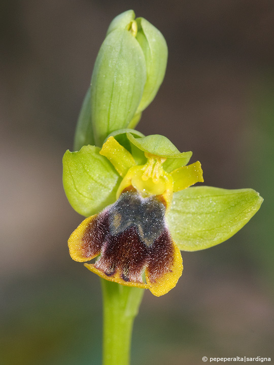 Ophrys lutea e affini (2010)