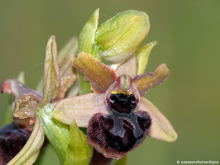 Ophrys passionis