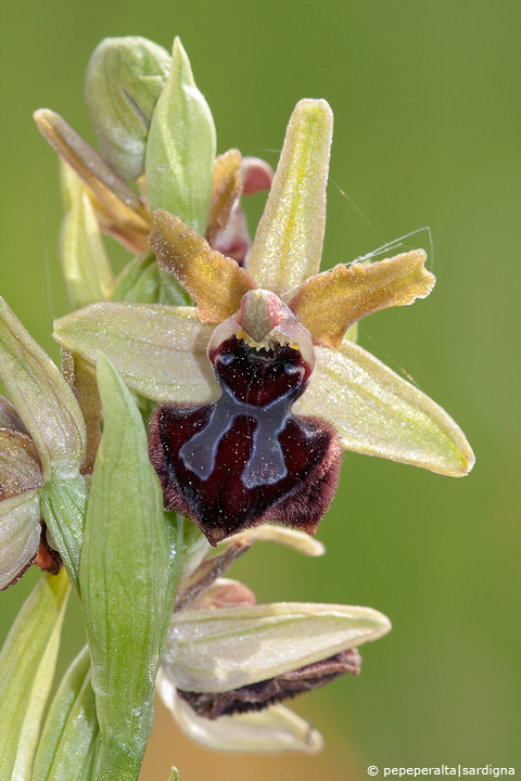 Ophrys passionis