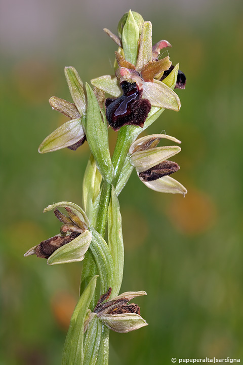 Ophrys passionis