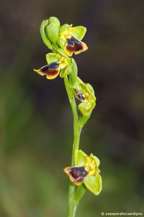 Ophrys subfusca (Rchb. f.) Hausskn. subsp. liveranii G. Or