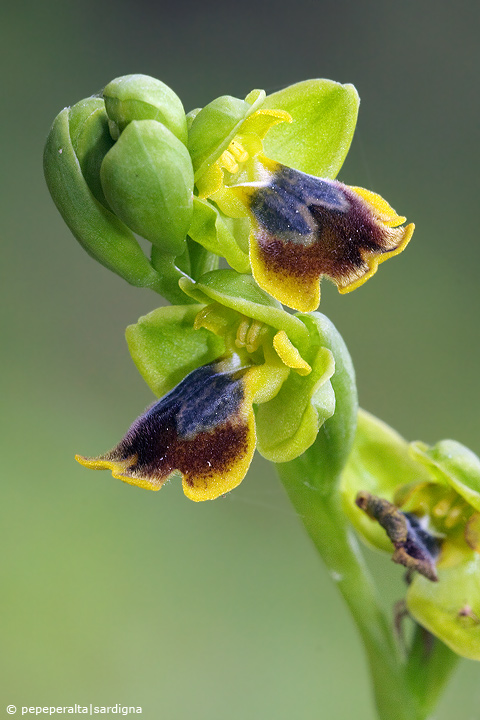 Ophrys subfusca (Rchb. f.) Hausskn. subsp. liveranii G. Or