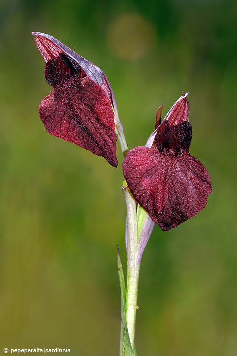 Ophrys tenthredifera strana e Serapias cordigera