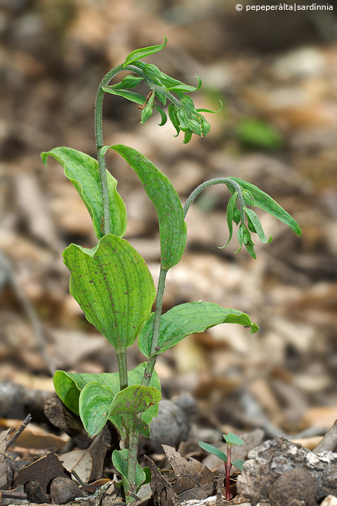 Epipactis helleborine