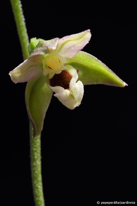 Epipactis helleborine