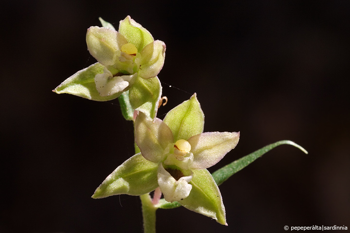 Epipactis helleborine