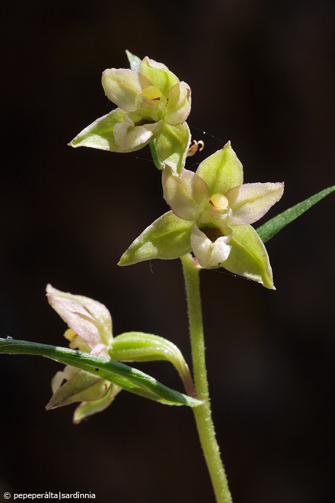 Epipactis helleborine