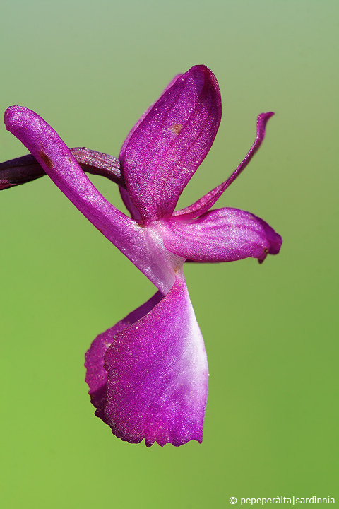 Orchis laxiflora