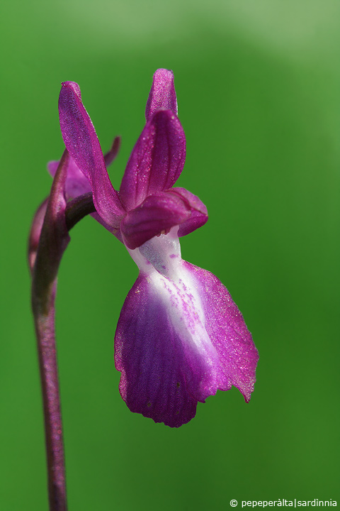 Orchis laxiflora