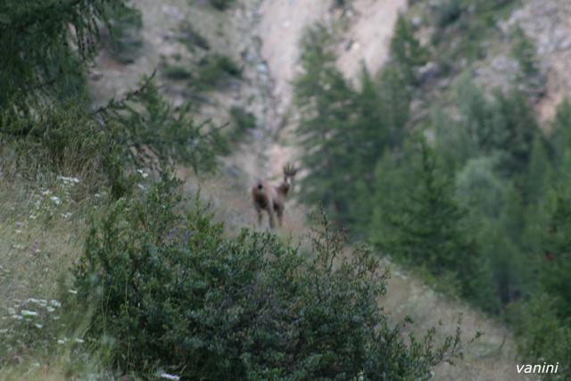 il Gran Paradiso e i suoi animali