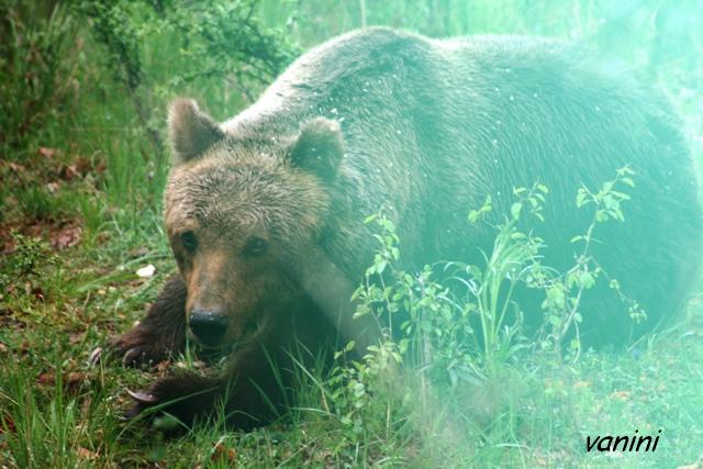 Orso Sandrino!